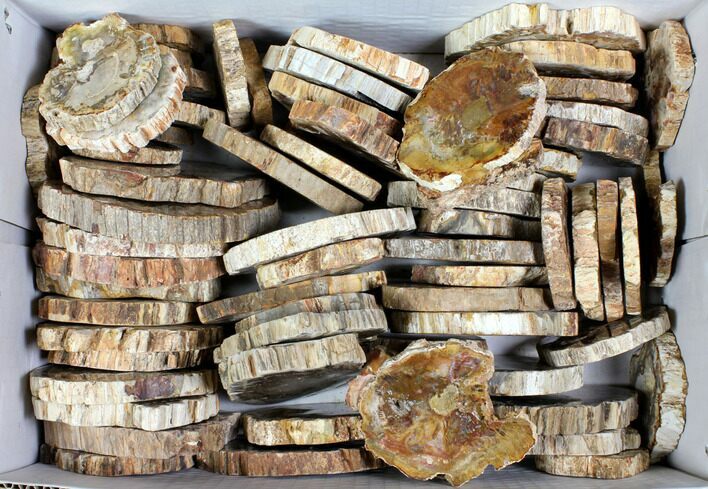 Lot - to Petrified Wood Slices - Pieces #119514